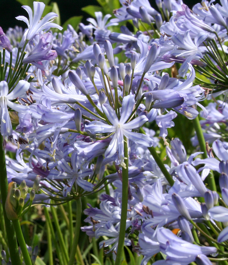 Agapanthus Peter Pan - 30 young plants