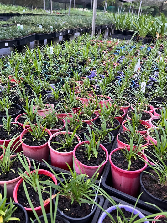 Agapanthus Peter Pan - 10 young plants