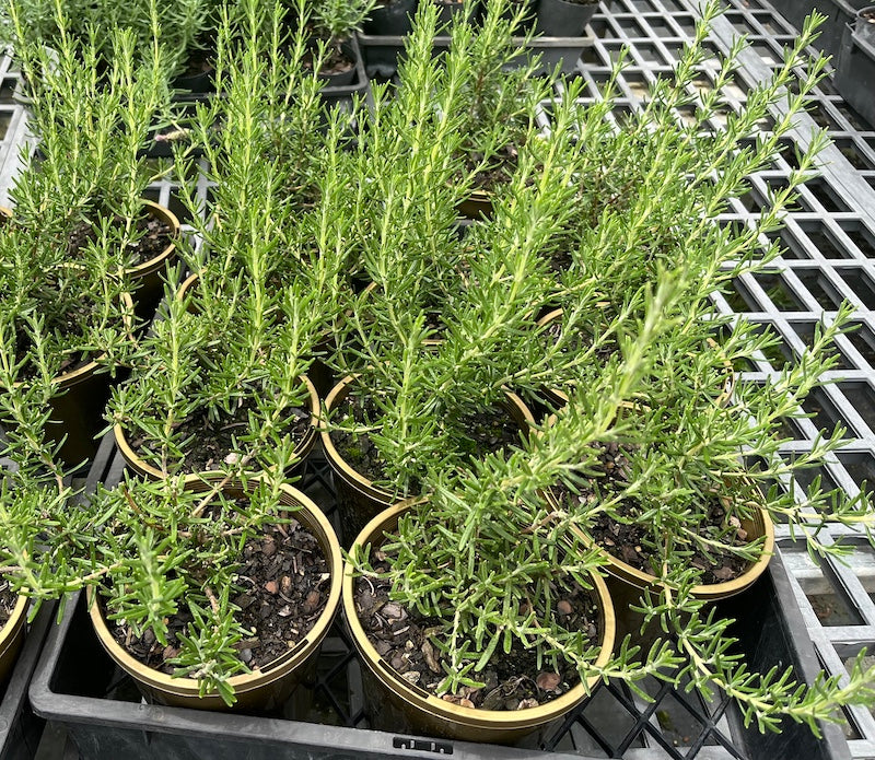 Rosemary officialis var roseus - 130mm pot (Pick up only)
