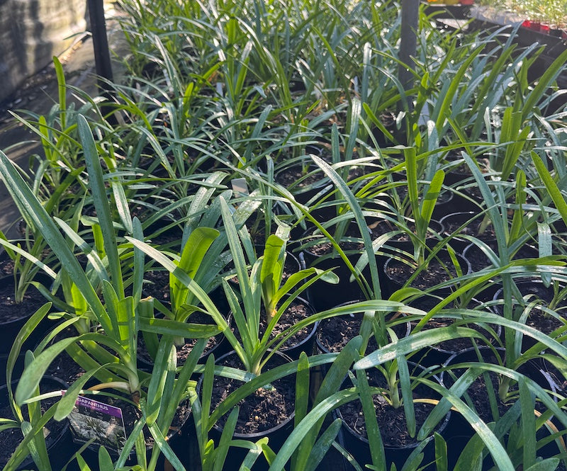 Agapanthus Queen Mum TM - near flowering size