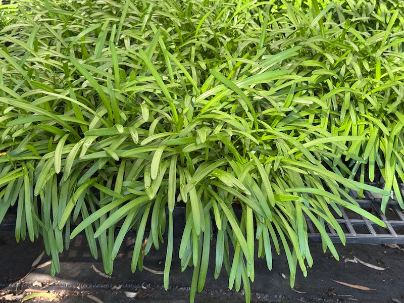Agapanthus Queen Mum. TM - 30 young plants (Pick up only)