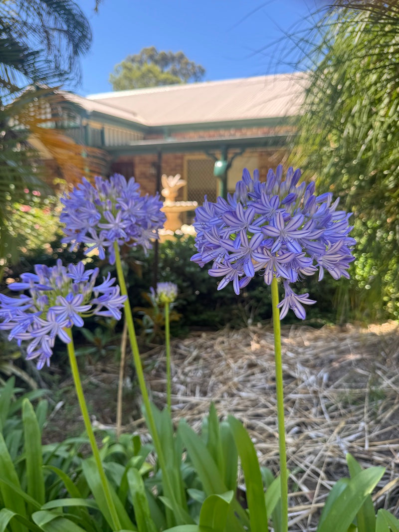 Agapanthus PMB021 (pbr intended) River Garden Blue™ - 10 young plants
