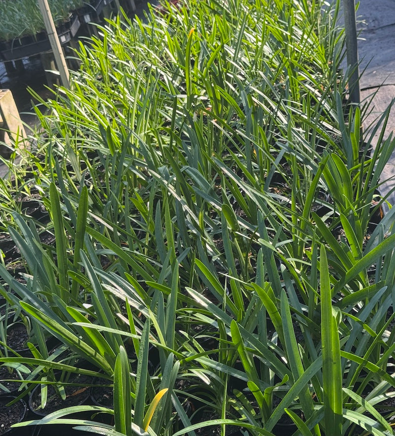 Agapanthus PMB020 (pbr) River Garden White ™ - 140mm (pick up only)