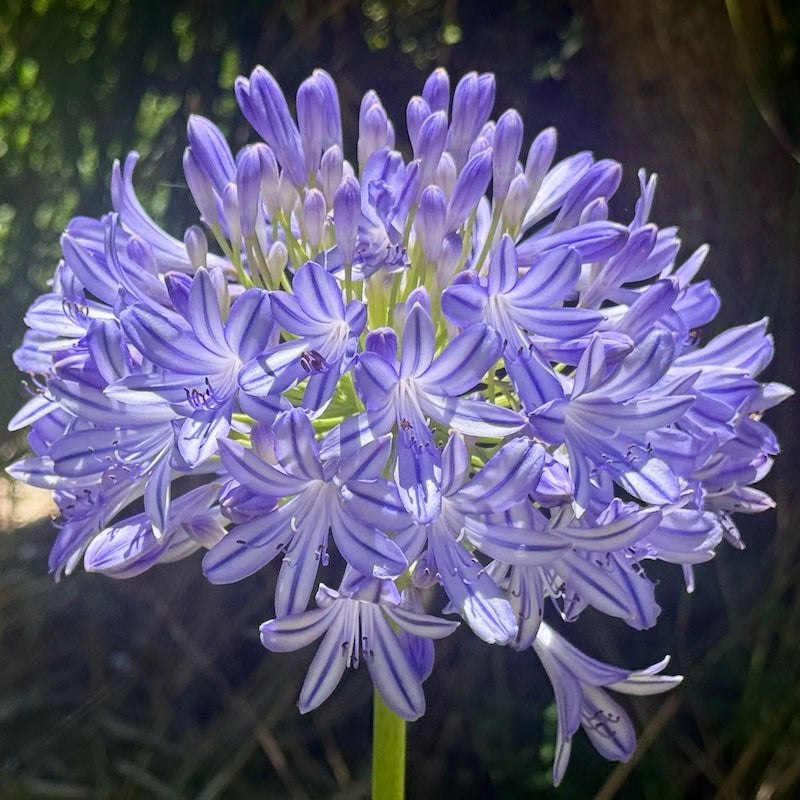 Agapanthus PMB021 (pbr intended) River Garden Blue™ - 10 young plants