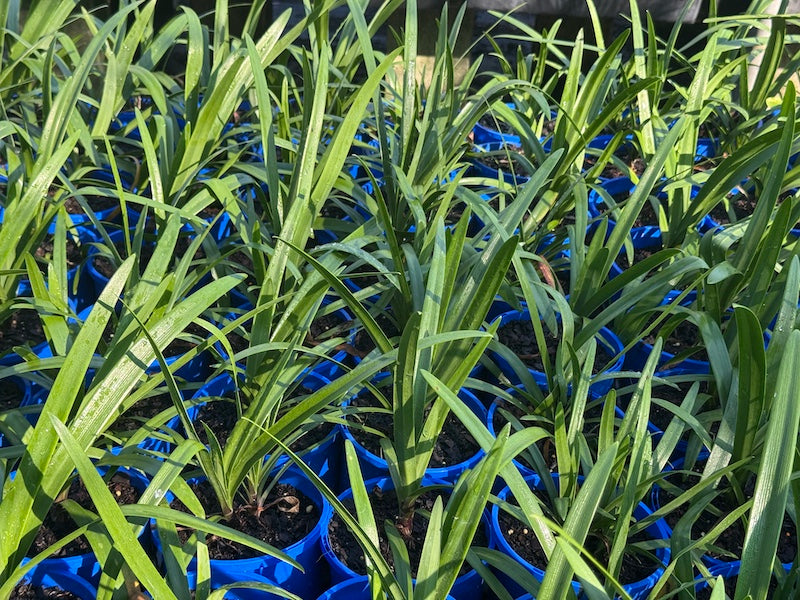 Agapanthus PMB021 (pbr intended) River Garden Blue™ - 140mm pot (pick up only)