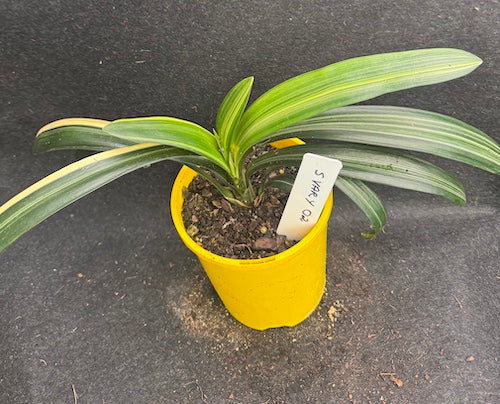 Clivia miniata variegated cream/yellow flowering SVar Y 02
