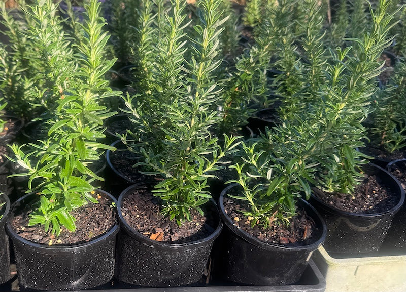 Rosemary Tuscan Blue - 140mm (Pick up only)