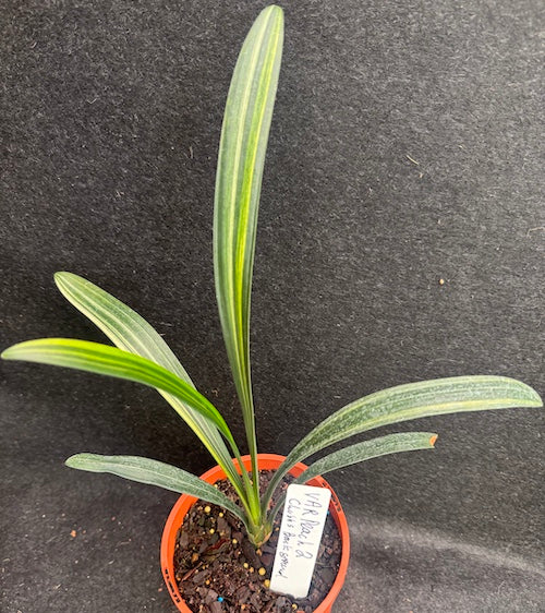 Clivia miniata variegated peach flowering PVar 2