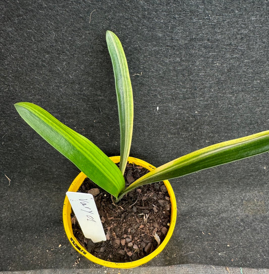 Clivia miniata variegated cream/yellow flowering Var Y 01