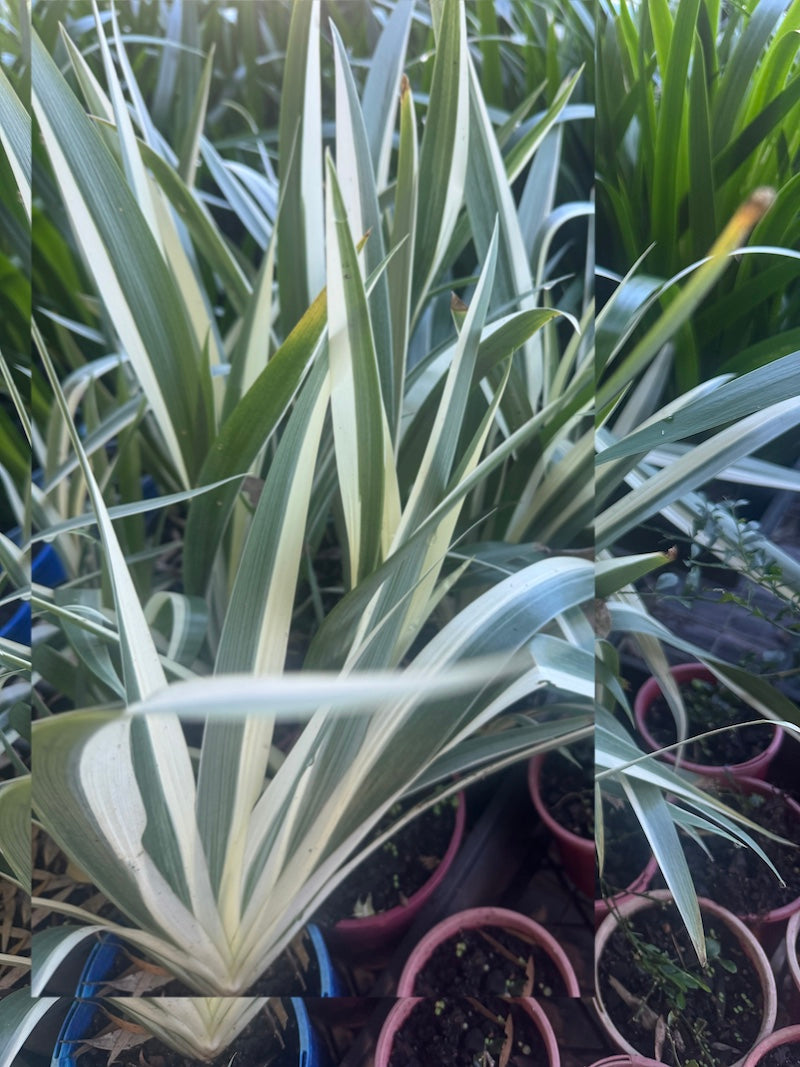 Iris japonica variegata
