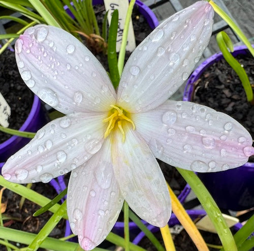 Zephyranthes El Cielo x Big Dude - Flowering Size Bulb