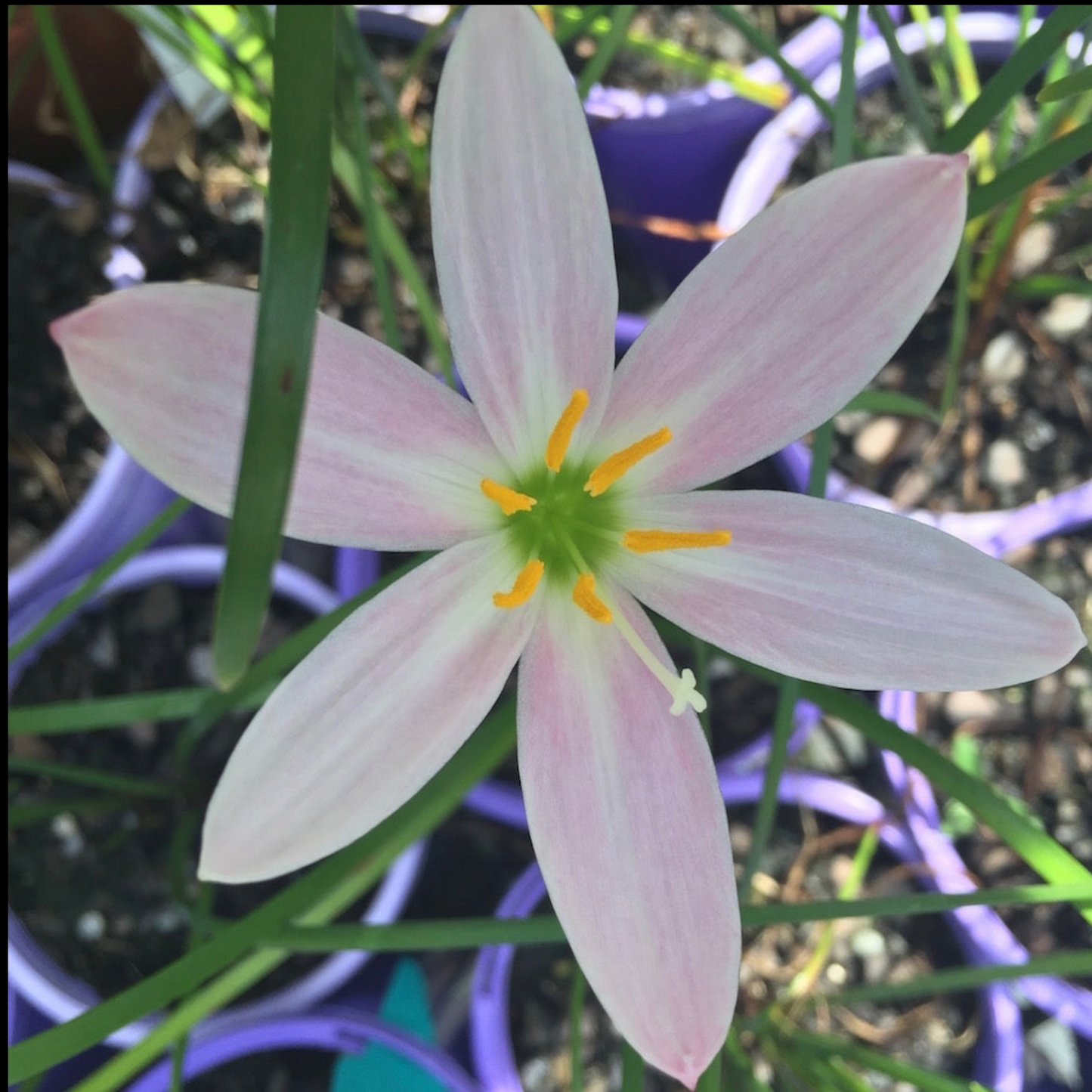 Zephyranthes Grandjax - Pack of 10 bulbs