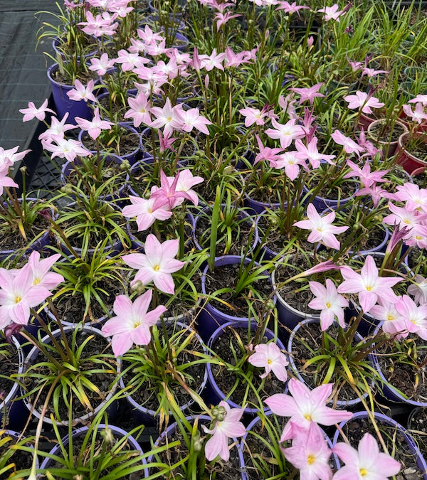 Zephyranthes La Bufa rosa- Flowering Size Bulb