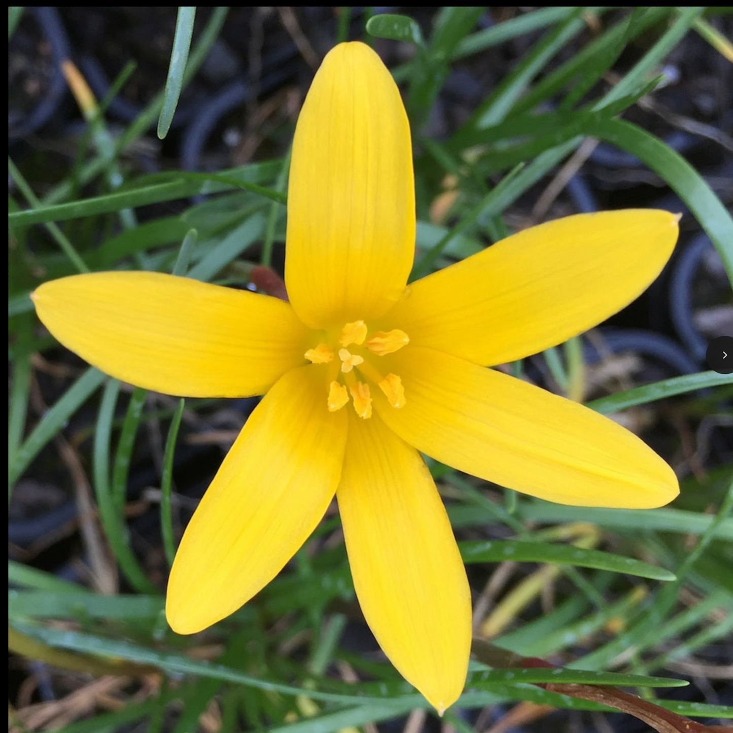 Zephyranthes flavissima - Pack of 10 bulbs