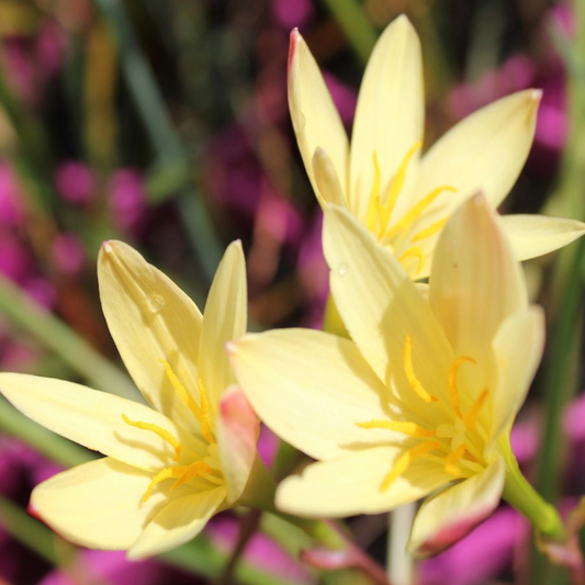 Zephyranthes primulina