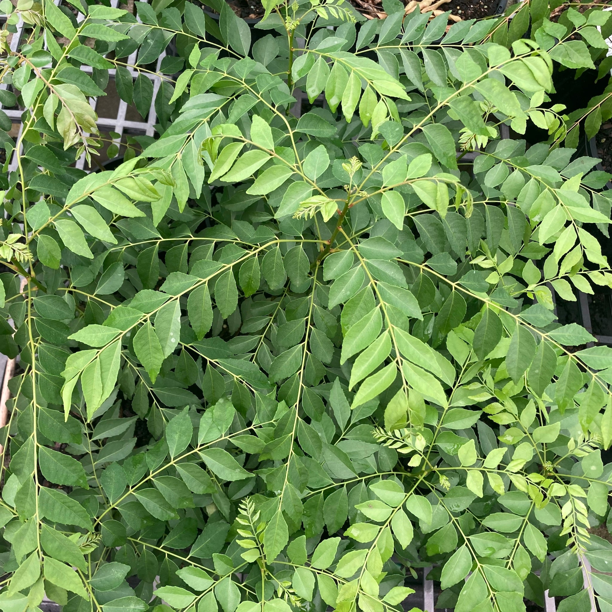 Curry tree in 140mm pot (Pick up only) – Pine Mountain Nursery ABN ...