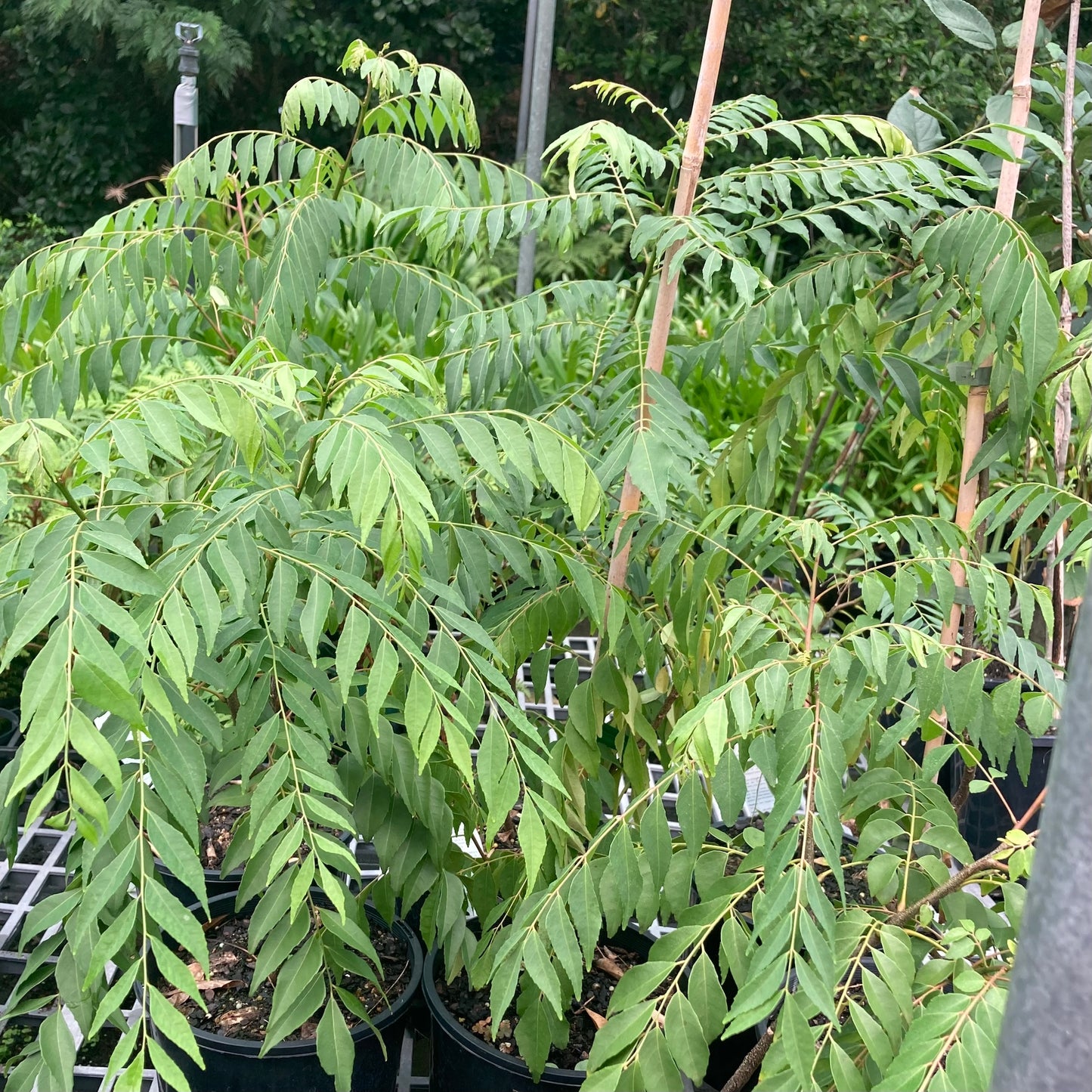 Curry tree in 200mm pot (Pick up only)