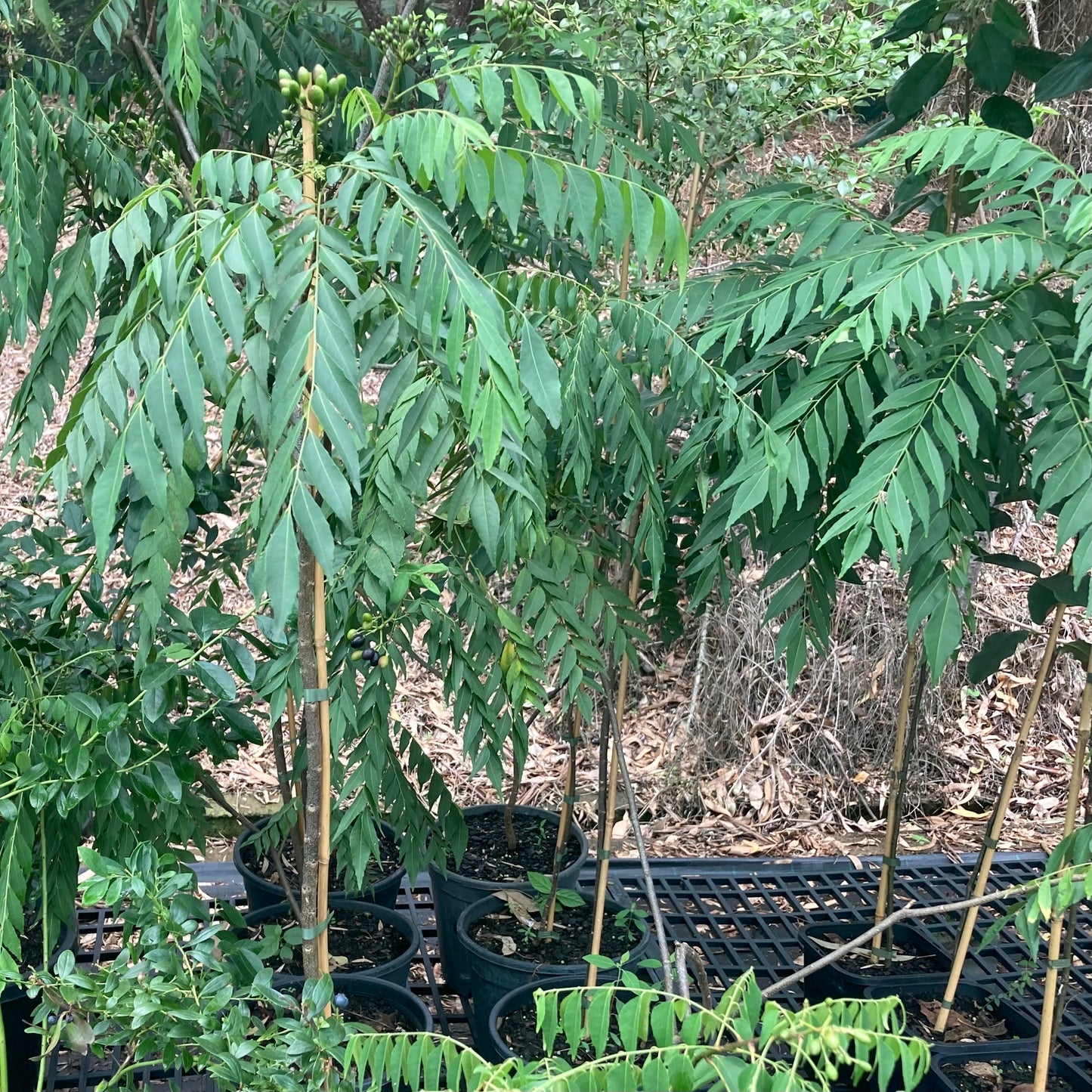 Curry tree in 250mm pot (Pick up only)