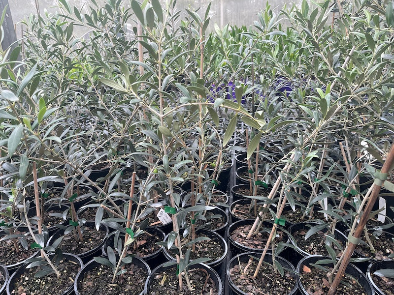 Olive - Garden Harvest - 140mm (Pick up only)