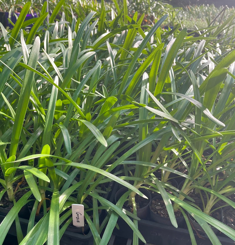 Agapanthus Grace - 30 young  plants (Pick up only)