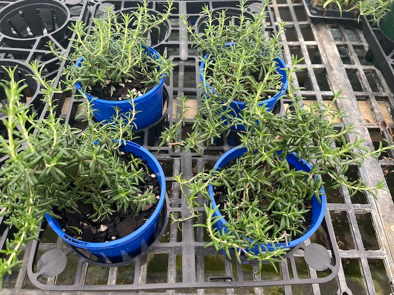 Rosemary Huntington Carpet - 140mm pot (Pick up only)