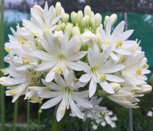 Agapanthus Grace - near flowering