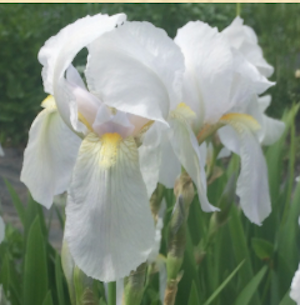 Iris Florentina