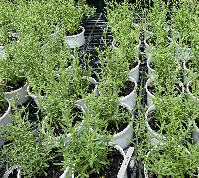 Lavandula Laveanna White - 140mm pot (Pick up only)