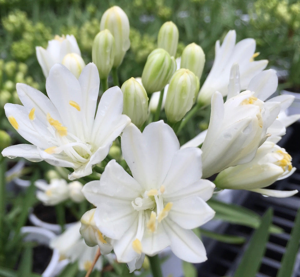Agapanthus Double Diamond - flowering size