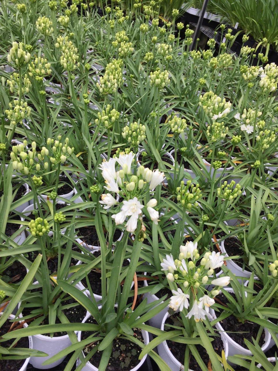 Agapanthus Double Diamond - flowering size