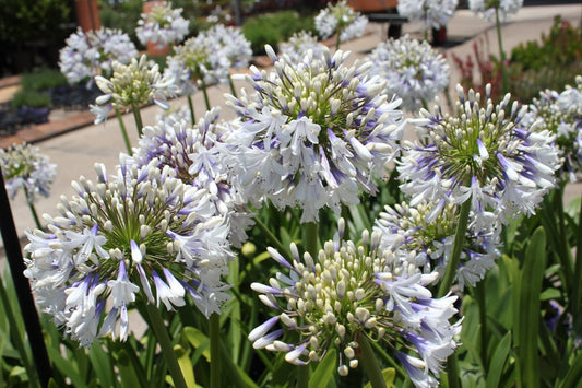 Agapanthus Queen Mum. TM - 10 young plants (Pick up only)