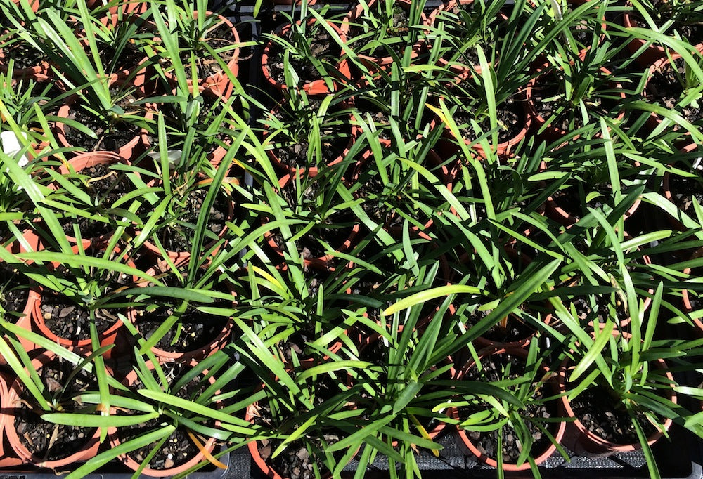 Agapanthus Silver Baby - young plant