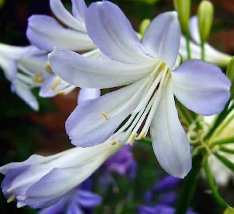 Agapanthus Silver Baby - Flowering size clump