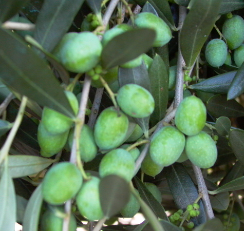 Olive - Coratina 190mm (Pick up only)