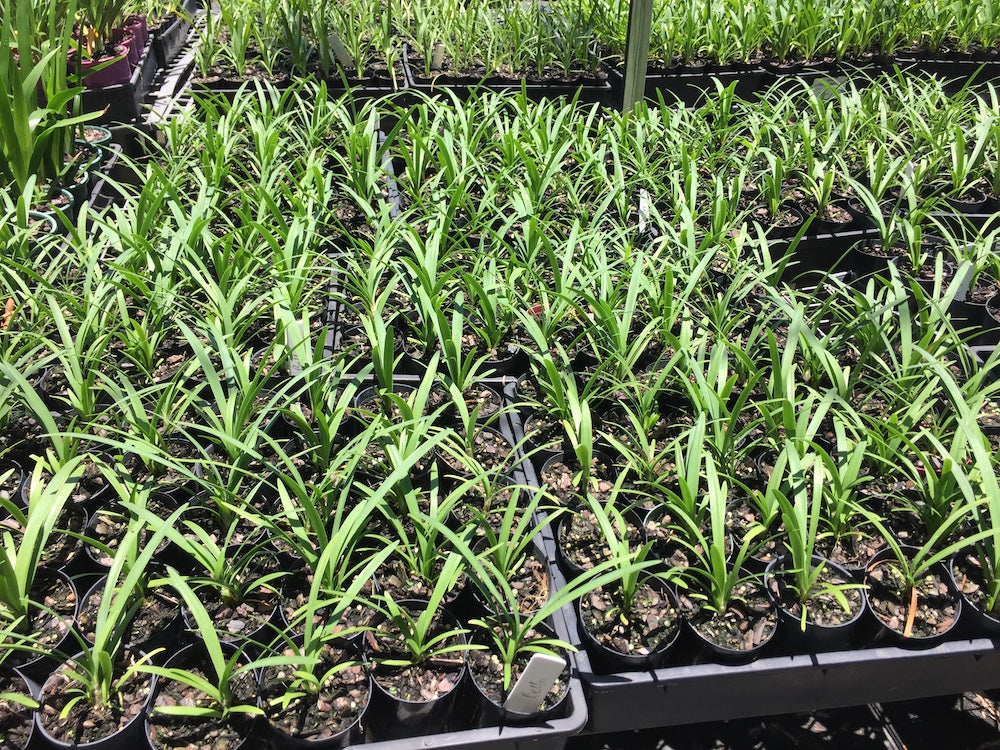 Agapanthus Bella ™ - special 10 pack of young plants