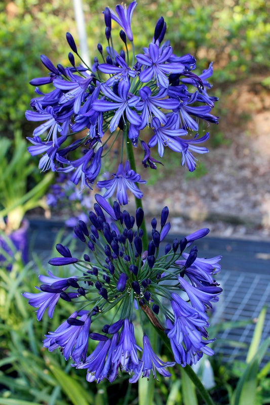 Agapanthus Black Magic - near flowering size