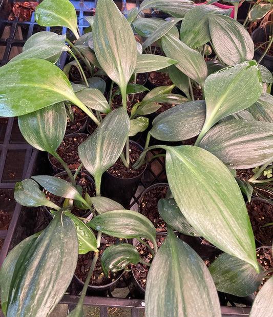 Caliphruria subedentata - Green Supreme (Mini Amazon Lily) - 140mm pot (Pick up Only)