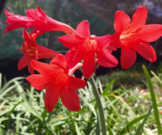 Red Prince - Cyrtanthus elatus x Cyrtanthus mackenii