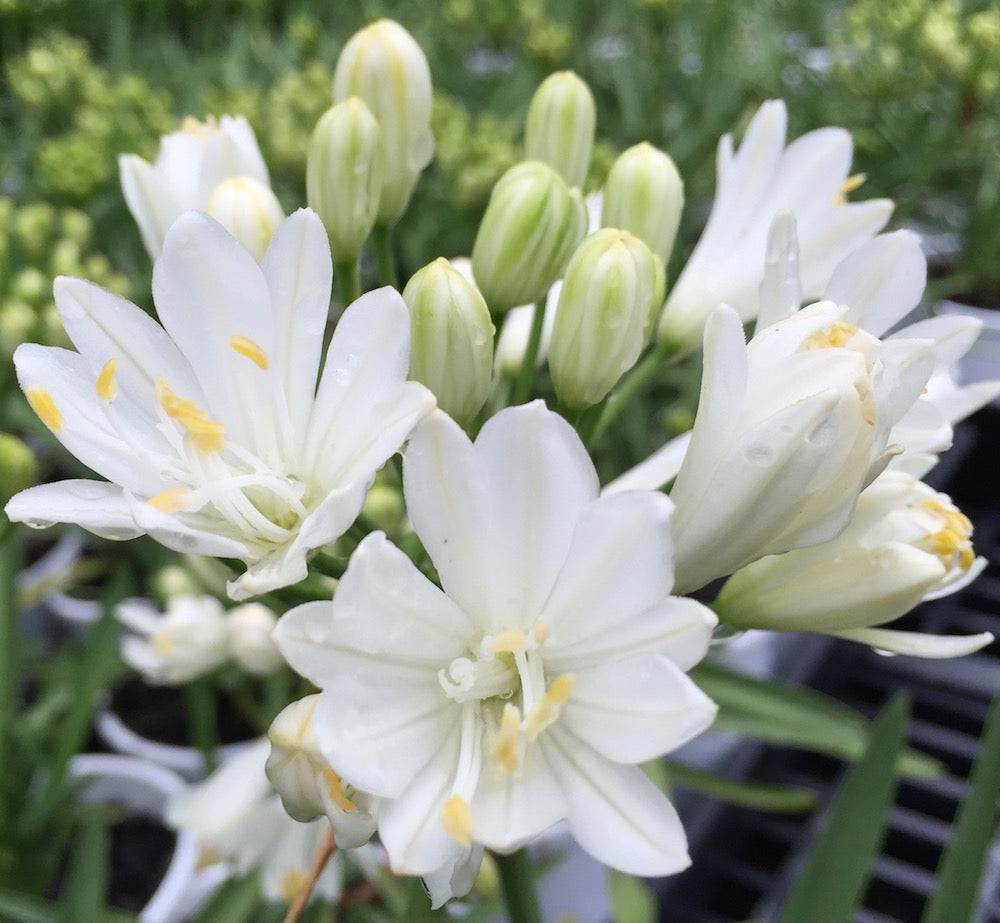 Agapanthus Double Diamond - Special 10 plant buy of young plants