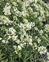 Agapanthus Double Diamond - young plant