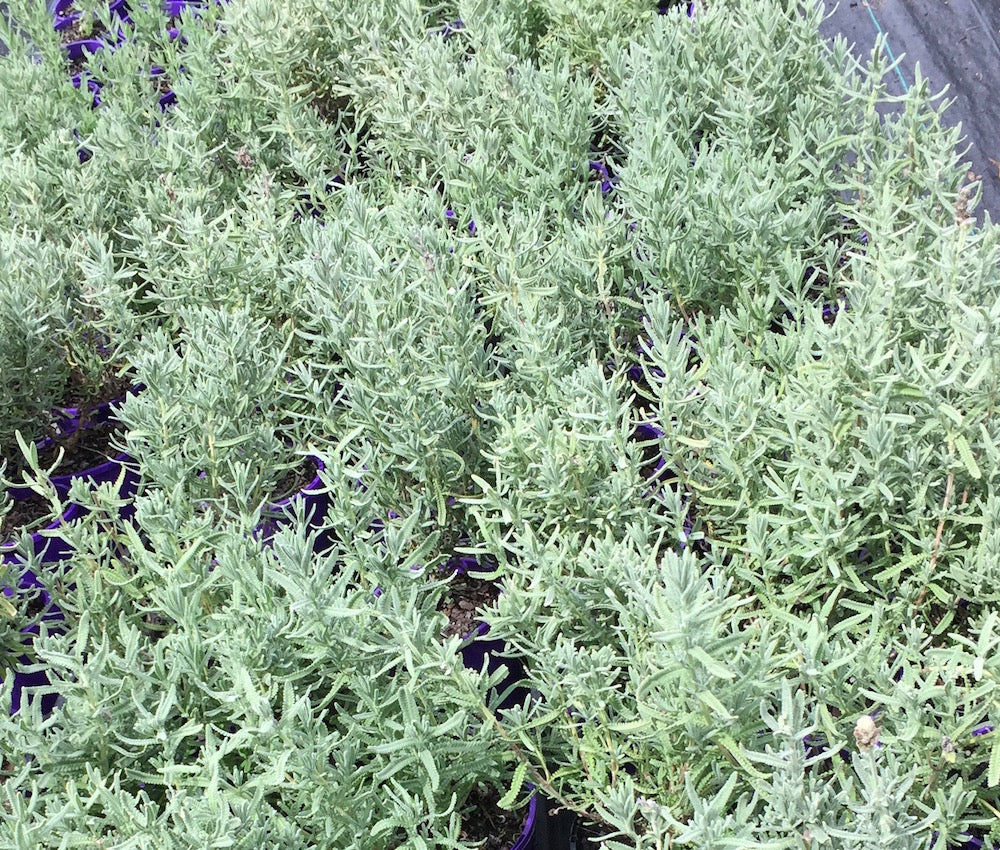 Lavandula dentata - French (Pick up only)