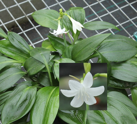 Caliphruria subedentata - Green Supreme (Mini Amazon Lily) - Medium Size Bulb