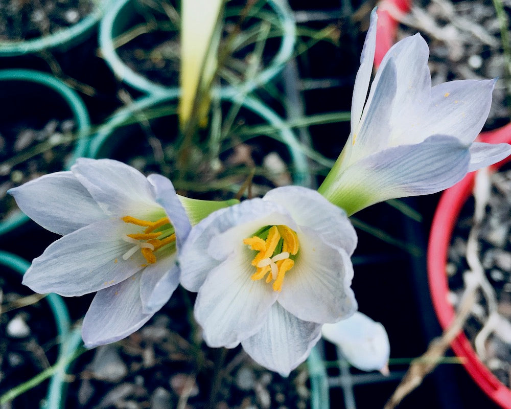 Habranthus coeruleus
