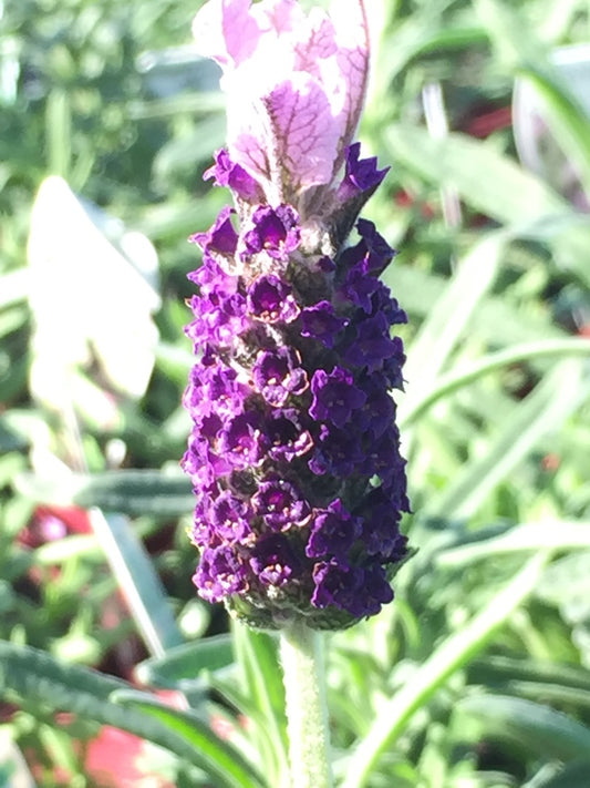 Lavandula lavender lace (Pick up only)