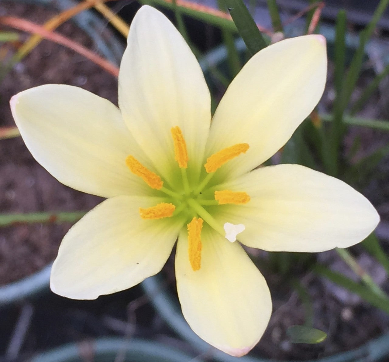 Zephyranthes Ajax - Pack of 10 bulbs