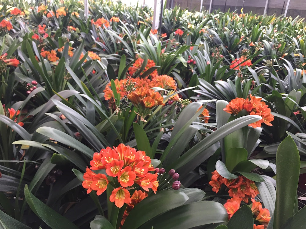 Clivia miniata - 5 Bronze near flowering size offsets