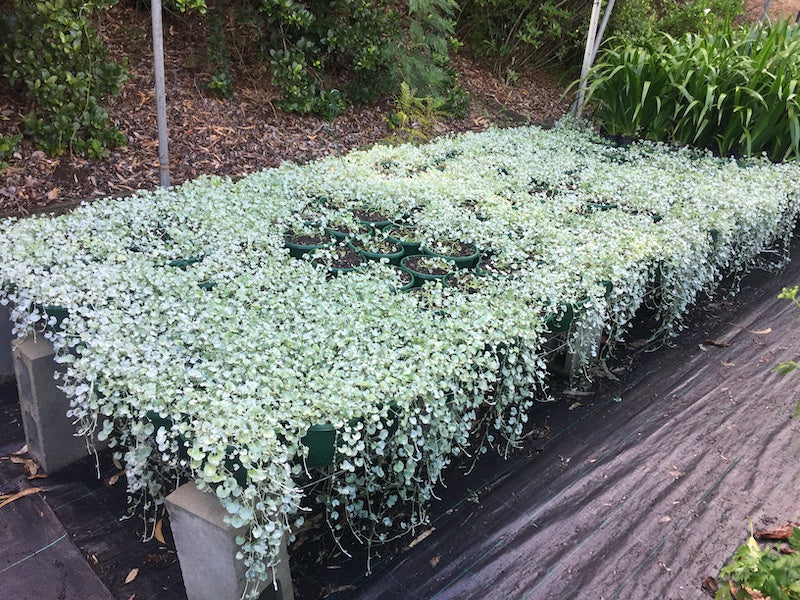 Dichondra Silver Falls Hanging Baskets (pick up only)
