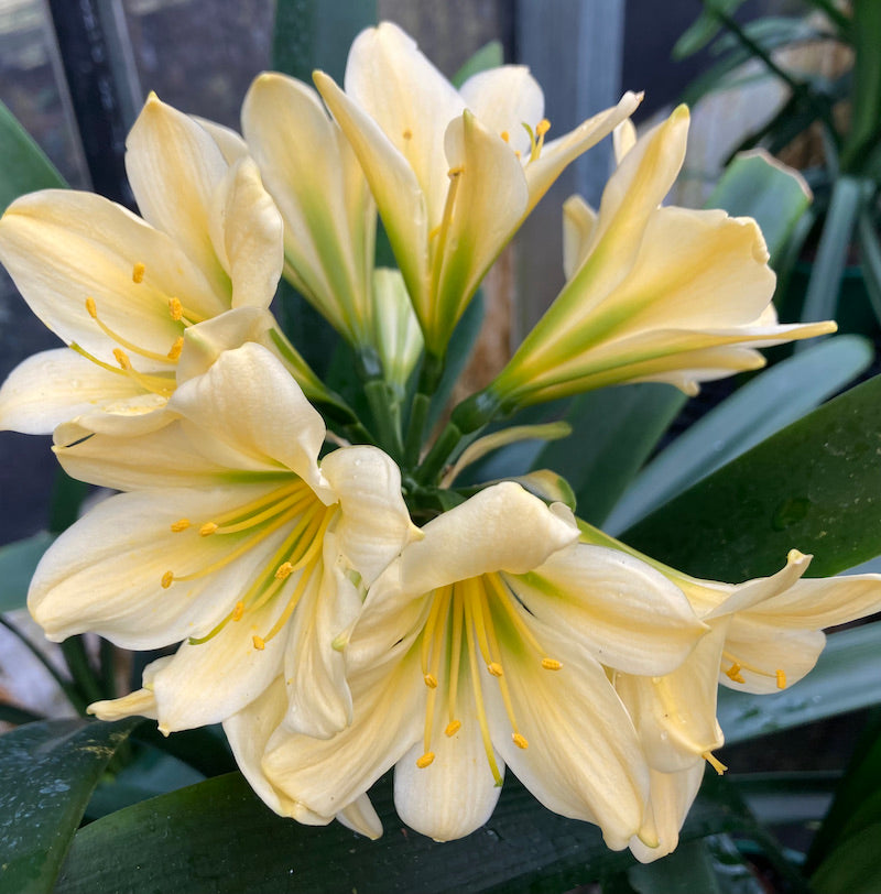 Clivia miniata PMN Green Dream x Hirao Green - 2 year old