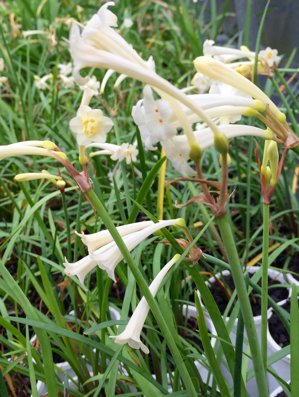 Cyrtanthus mackenii 'Cream White'