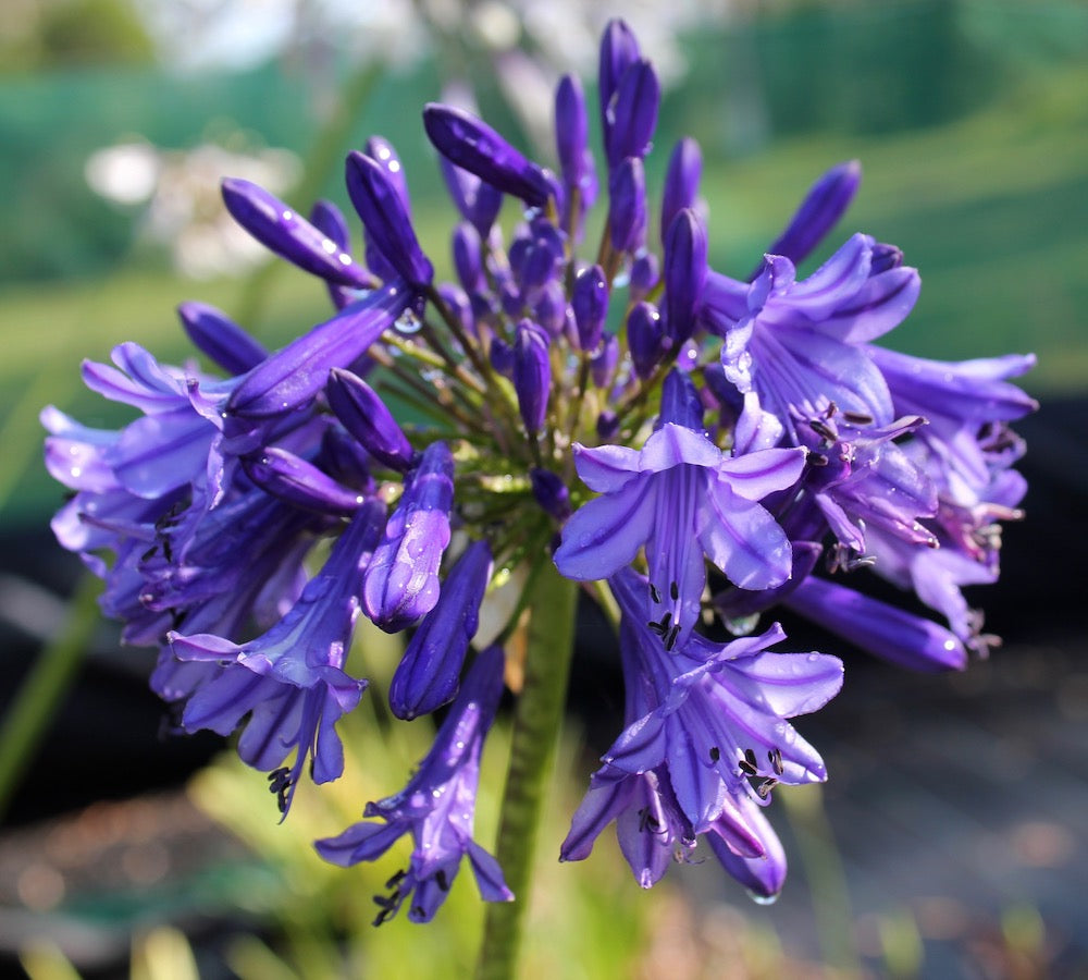 Agapanthus Madelyn - near flowering size plant